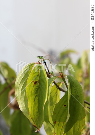 Ittombo Ittombo 8341683