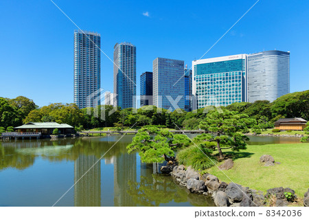 Hama Rikyu Garden and high-rise building streets of Shiodome shining on the lake 8342036