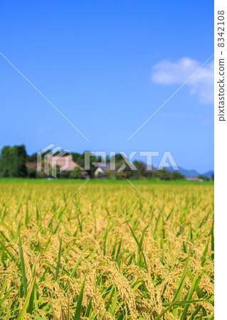 Rice scenery with rice plant Rice scenery with rice plant 8342108