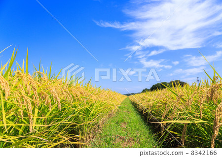 Inaho和路和藍天 8342166