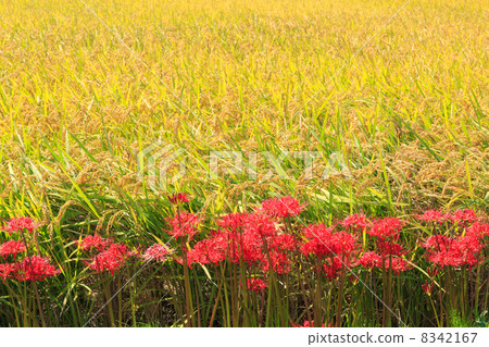 Rice ear and Higanbana 8342167