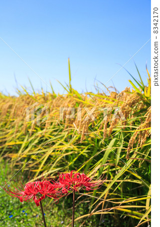 Higambuna and ear rice 8342170