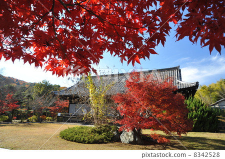 Autumn leaves of Kyoto Kenshu-ji 8342528