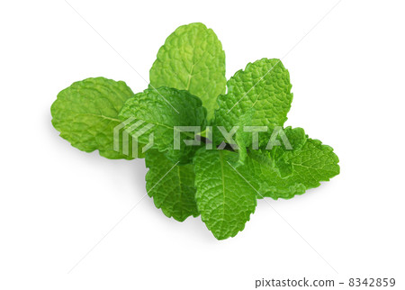 Fresh mint 8342859