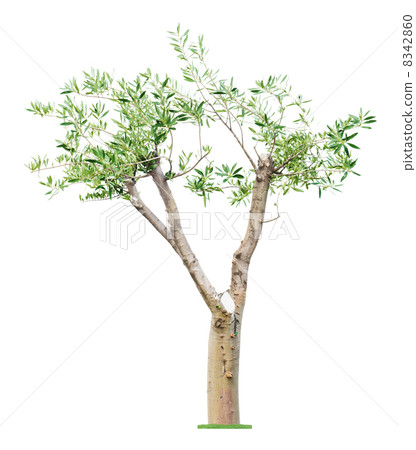 Old pruned tree Old pruned tree 8342860