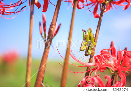 Higankyana和蝗蟲 Higankyana和蝗蟲 8342974