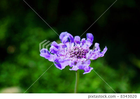 花語：破碎的心Scabiosa japonica Miq。 8343020