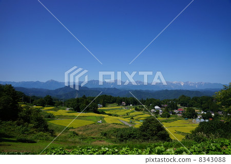 Shinshu Ooka的水稻梯田和北阿爾卑斯山的秋天。 8343088