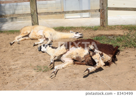 Two llama lying down Two llama lying down 8343499