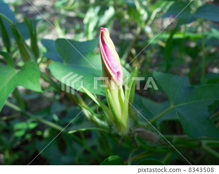 Bud of morning glory 8343508
