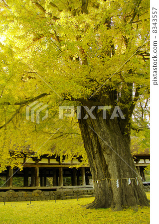 Kitakata Shingu Kumano Shrine 8343557