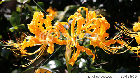 Cluster amaryllis 8343606