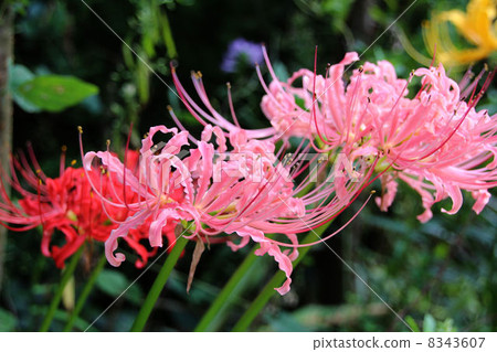 Cluster amaryllis 8343607
