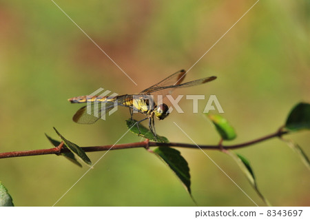 Mayutateakane female end black type Mayutateakane female end black type 8343697