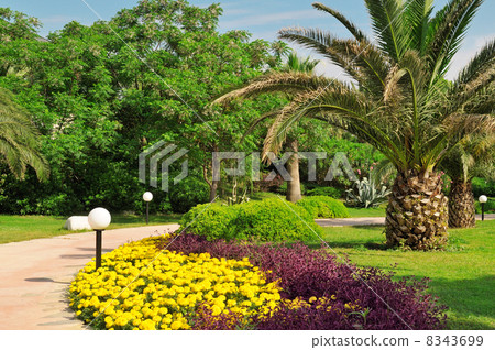 Tropical palm trees in a beautiful park 8343699