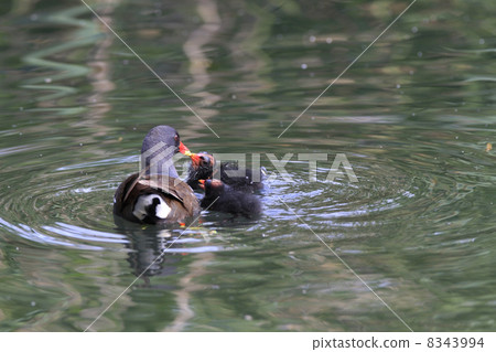 養育一輛麵包車 8343994