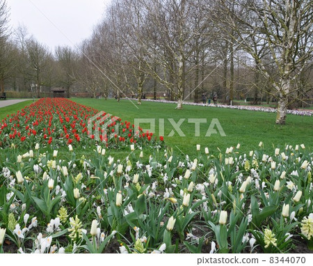 荷蘭庫肯霍夫公園 荷蘭庫肯霍夫公園 8344070