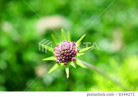 Flower language: broken heart Scabiosa japonica Miq. 8344271