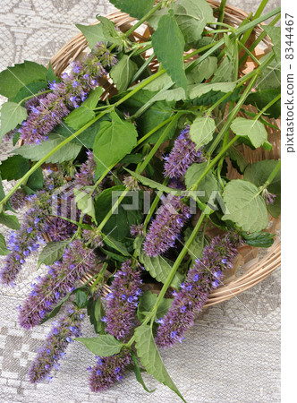 Korean Mint (Agastache rugosa). Korean Mint (Agastache rugosa). 8344467
