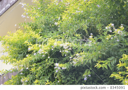 Plants to ember 8345091