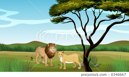 A lion and a tiger 8346667