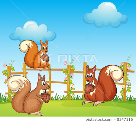 Squirrels at the garden Squirrels at the garden 8347116