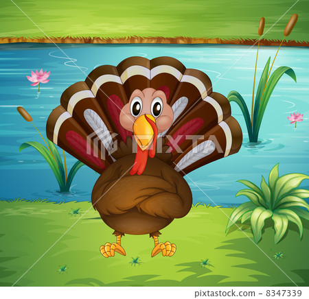 A turkey standing in the riverside 8347339
