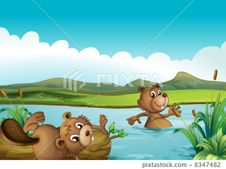 Beavers playing in the river Beavers playing in the river 8347482