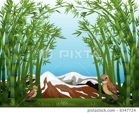 A bamboo forest view 8347724