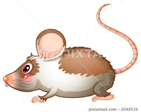 A side view of a rat 8348510