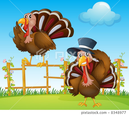 A turkey above the wooden fence and a turkey wearing a hat A turkey above the wooden fence and a turkey wearing a hat 8348977
