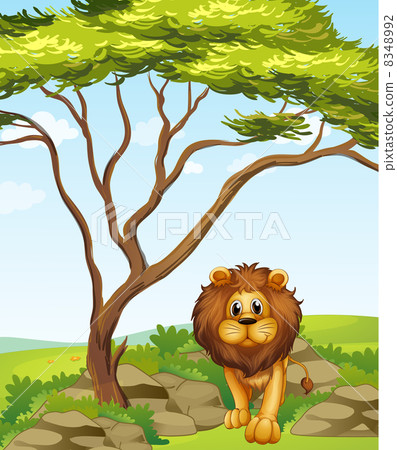 A lion under a tall tree A lion under a tall tree 8348992