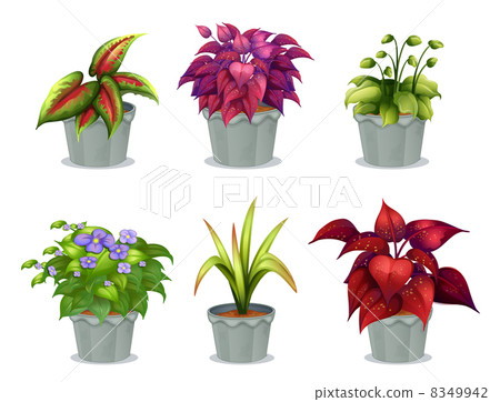 Six different plants Six different plants 8349942
