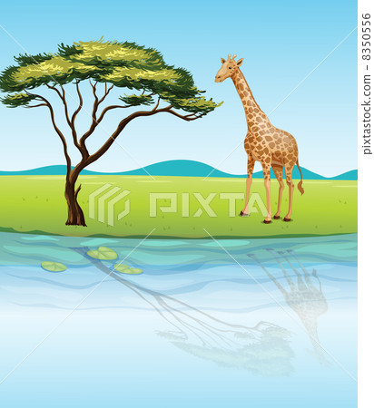 A giraffe beside the river A giraffe beside the river 8350556