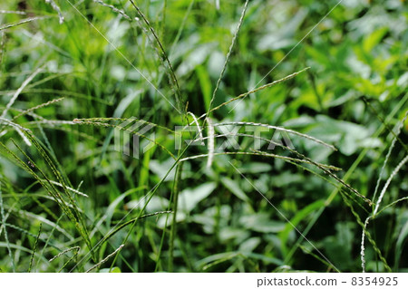 Crabgrass 8354925
