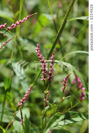 Persicaria longise Persicaria longise 8354926
