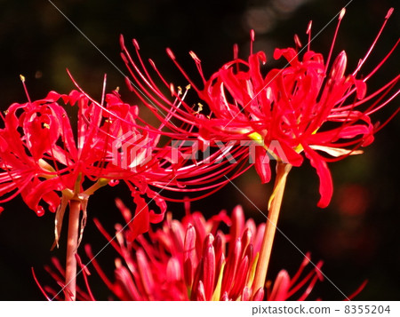 Bright red bamboo shoots Bright red bamboo shoots 8355204