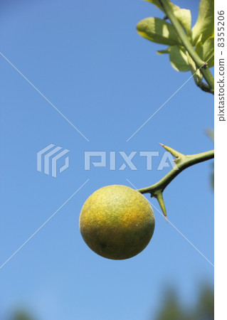 Fruit of the fish Fruit of the fish 8355206