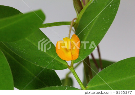 Peanut flower 8355377