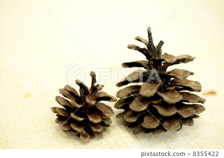 兩個松果 8355422