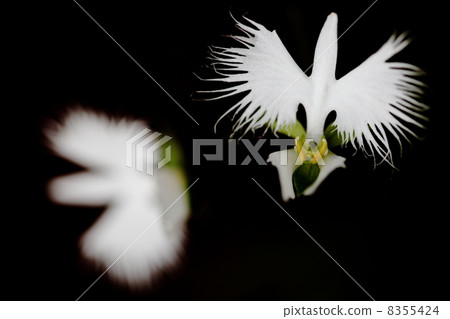 白鷺草 白鷺草 8355424