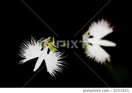 白鷺草 白鷺草 8355425