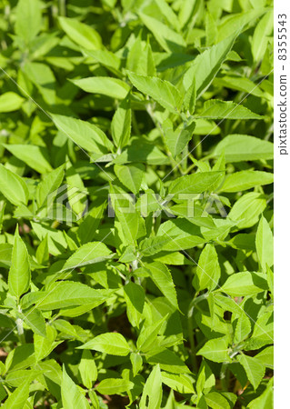 菊芋 菊芋 8355543