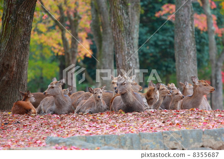 秋天的奈良公園 秋天的奈良公園 8355687