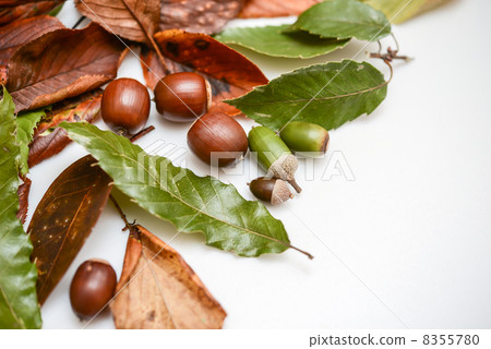 橡子和落葉 8355780