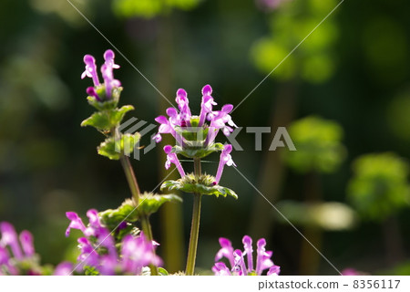 路邊鮮花盛開的花（特寫） 8356117