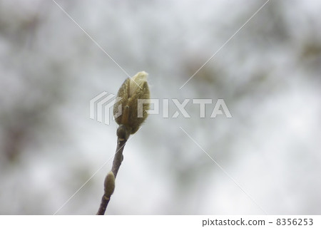 Spicy flowers blooming in early spring 8356253