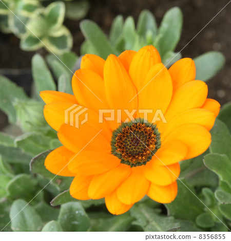 Demor Joseka 8356855