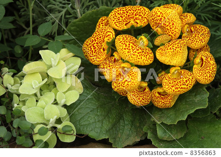 Calceulararia 8356863