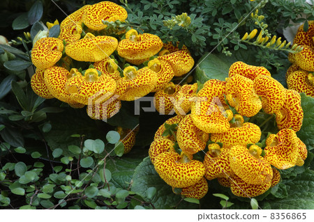 Calceulararia 8356865